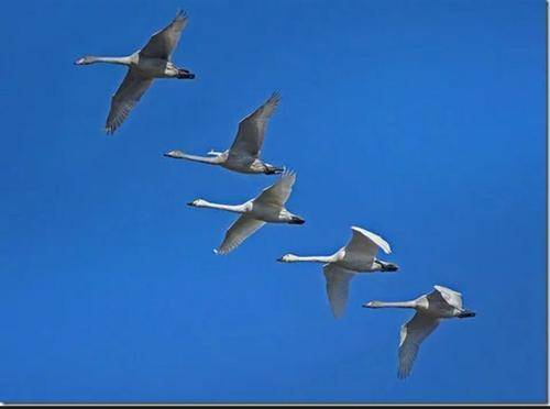 当代散文｜|心中的白天鹅(图2)