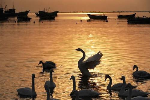 当代散文｜|心中的白天鹅(图3)