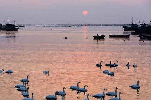 当代散文｜|心中的白天鹅(图4)