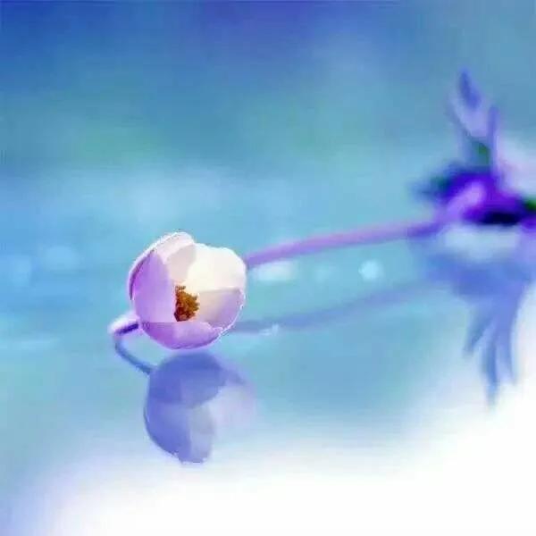 20个禅意至深的句子，心境淡然，人生最高境界的文案(图3)