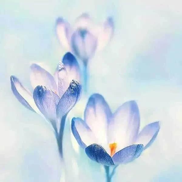 20个禅意至深的句子，心境淡然，人生最高境界的文案(图4)