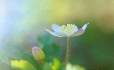 20个禅意至深的句子，心境淡然，人生最高境界的文案(图5)