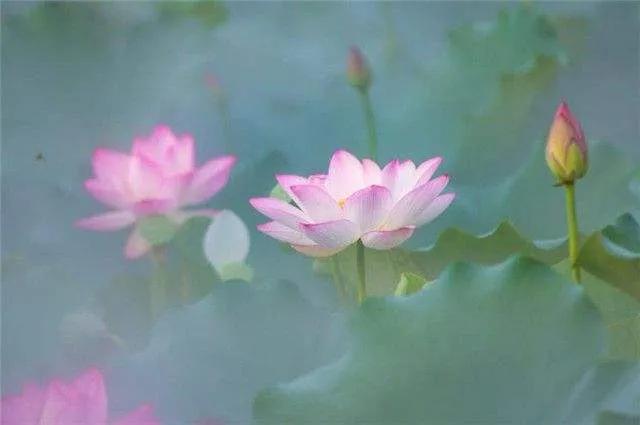 30个至简唯美禅意句子，禅意人生朋友圈签名，个性签名文案(图5)