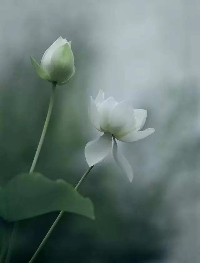 30个至简唯美禅意句子，禅意人生朋友圈签名，个性签名文案(图6)