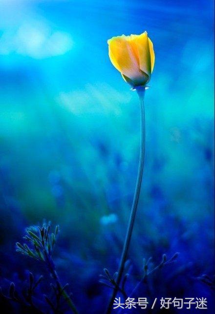 感性且不矫情的句子，句句走心，第一句就说出了我的心声！(图1)