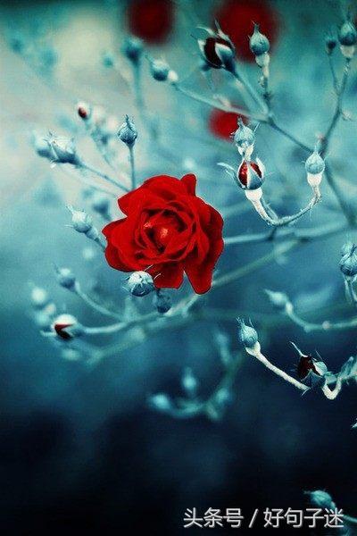 感性且不矫情的句子，句句走心，第一句就说出了我的心声！(图6)