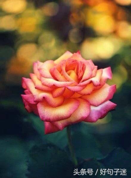 感性且不矫情的句子，句句走心，第一句就说出了我的心声！(图8)