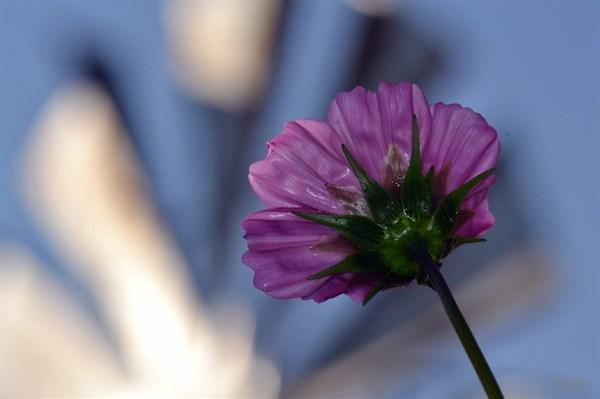 感悟人生的经典禅意语录(图2)