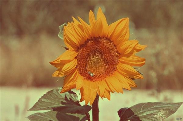 深入心灵的二十个励志句子，送给继续前行的我们(图3)