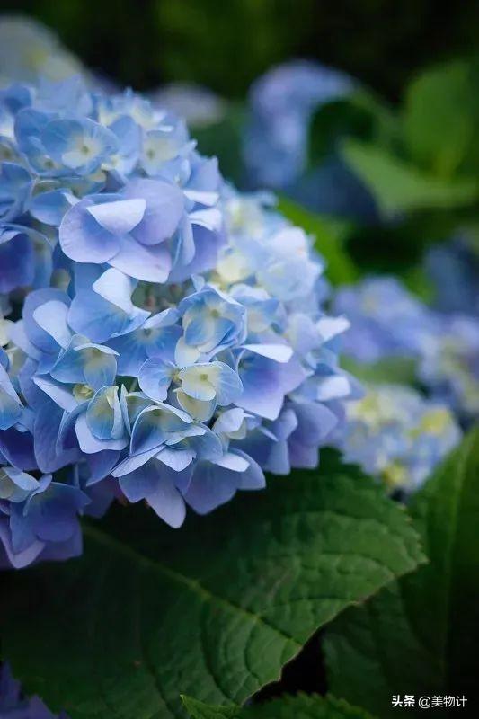 生如夏花，美如夏花(图3)