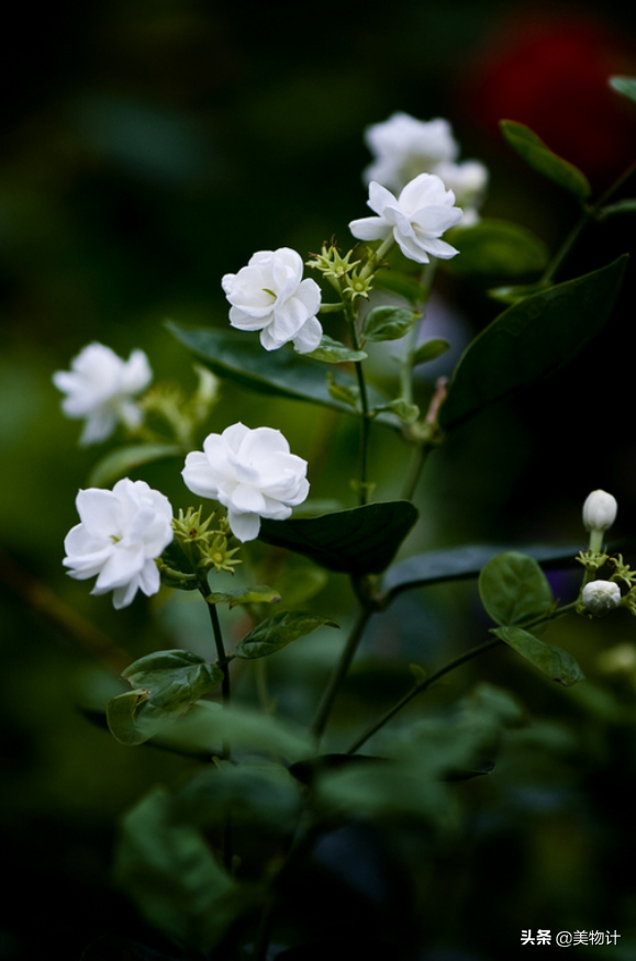 生如夏花，美如夏花(图7)