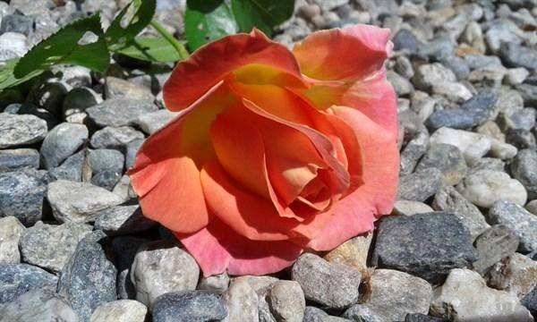 经典的人生励志名言送给自己，用微笑带过一切，用努力去说服明天(图2)