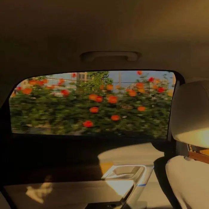 近期复制的杂七杂八的温柔小众句子(图4)