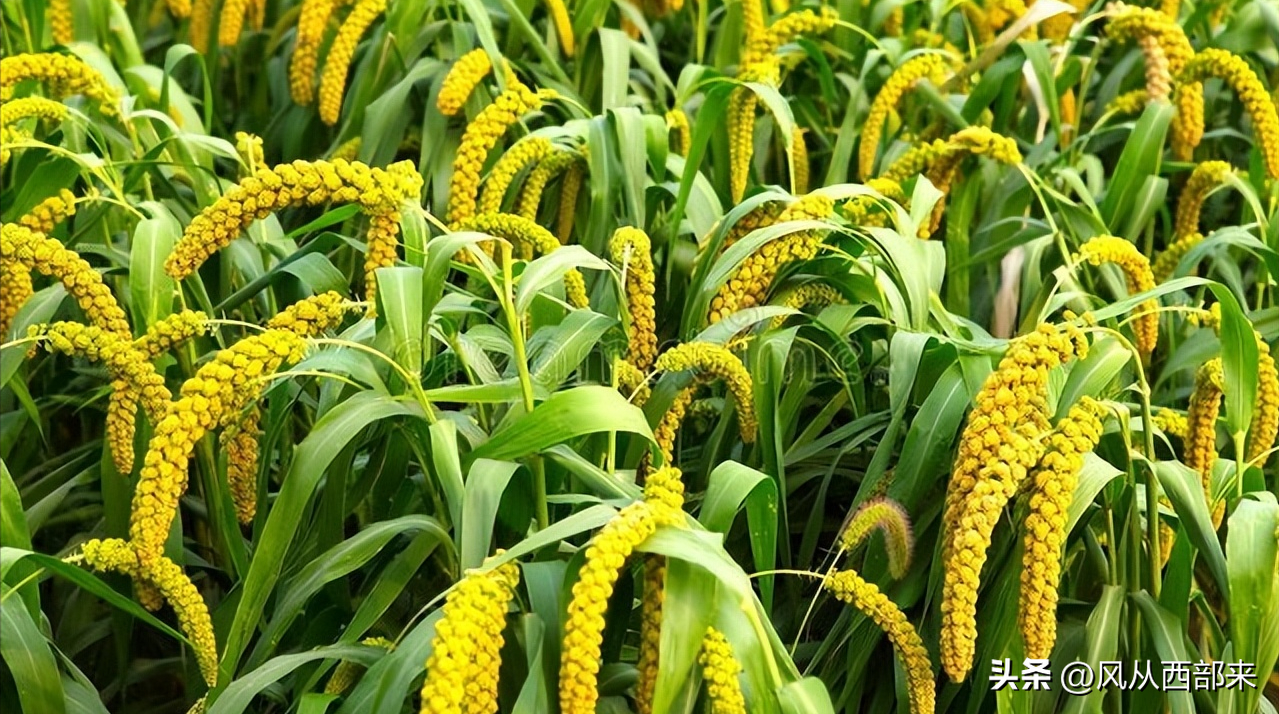 随笔  纯粹事物，纯净而美好(图4)