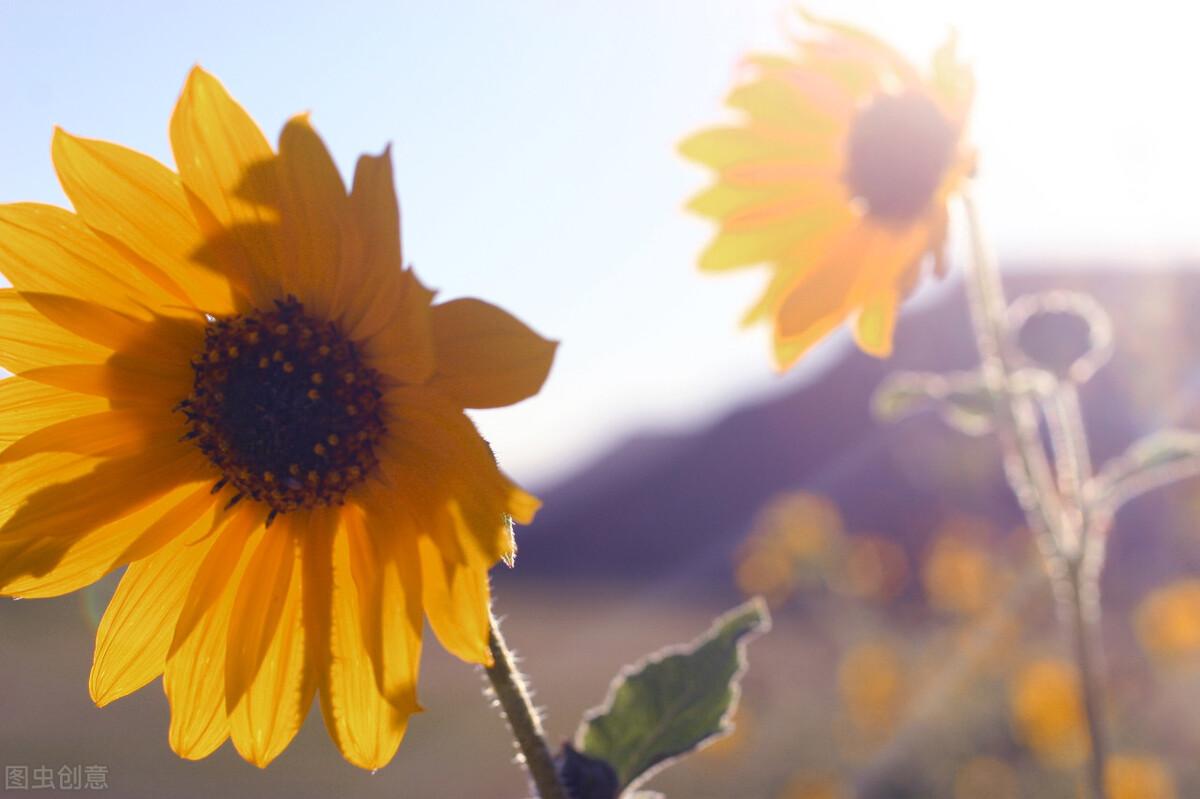 满怀无限期待的阳光短句，引人自省，意义非凡(图1)