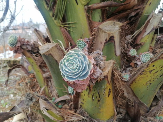 遭遇车祸不幸双腿截肢 云南陆良“板凳姐”朱琼芬的励志故事令无数网友感动(图10)