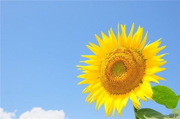 激励人努力上进的话，句句正能量(图3)