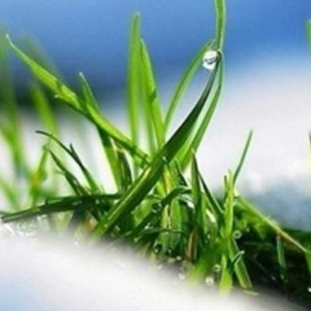 这个冬季，还有那抹新绿(图2)