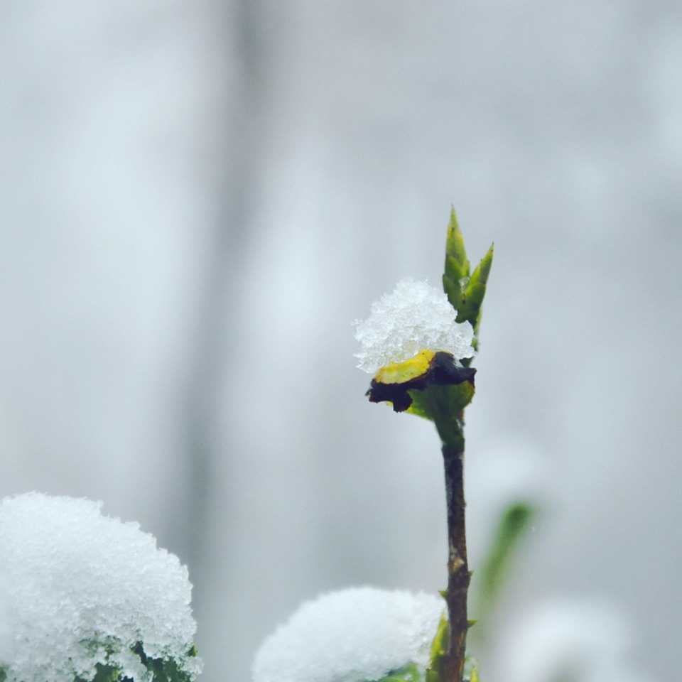 这个冬季，还有那抹新绿(图7)