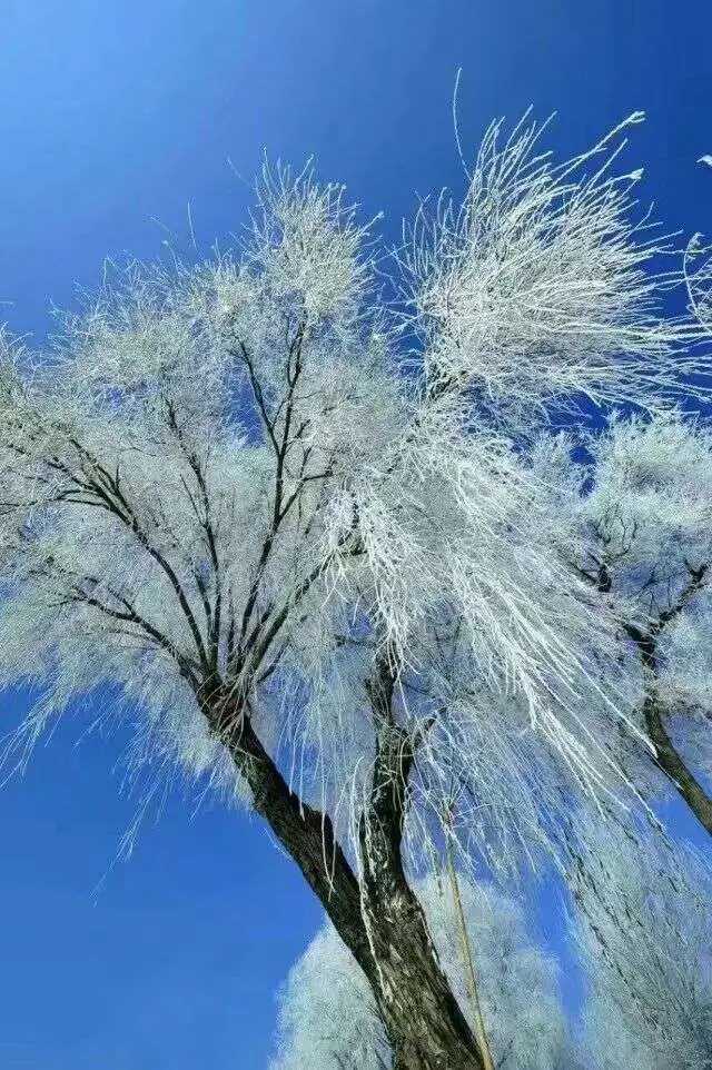 这个冬季，还有那抹新绿(图8)