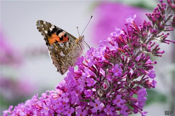 比较霸道的励志句子，经典有个性，说到心坎了(图2)