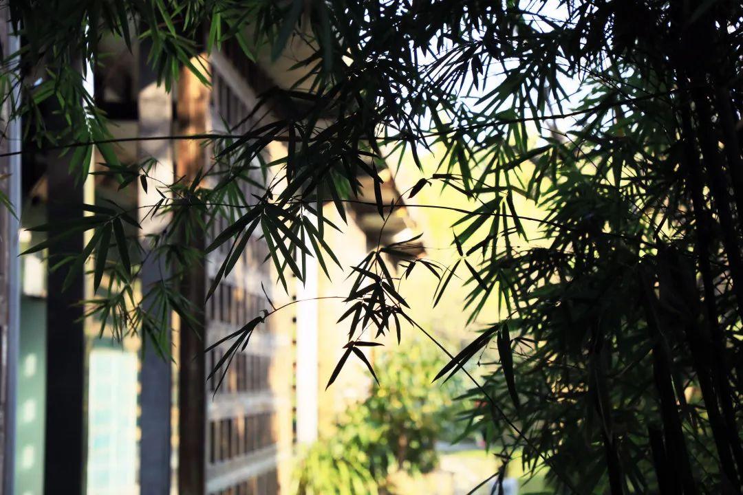 秋日品茗｜一诗一茶，一场心之对语(图1)