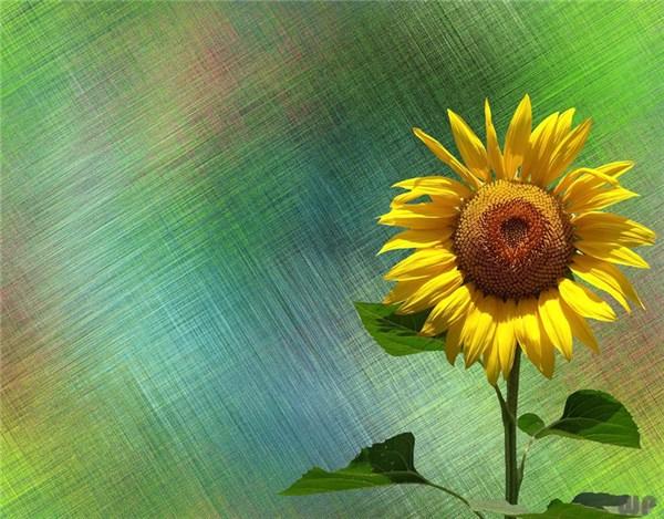 致自己的励志说说短句(图3)