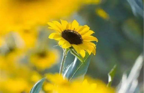 七夕节送给情人的短句（七夕情人节礼物文案简短）(图1)