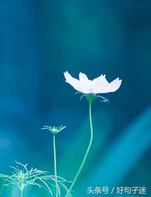 美到窒息的简短句子，气质满分，一眼惊艳！(图1)