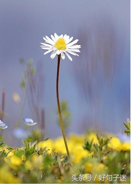 美到窒息的简短句子，气质满分，一眼惊艳！(图2)