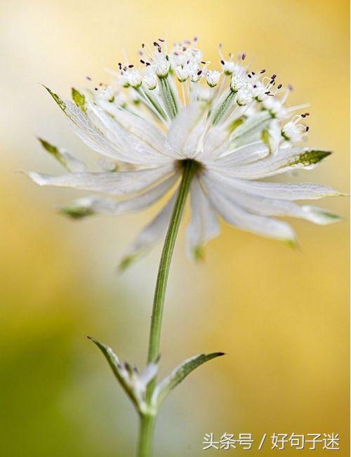 美到窒息的简短句子，气质满分，一眼惊艳！(图3)