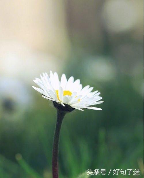 美到窒息的简短句子，气质满分，一眼惊艳！(图5)