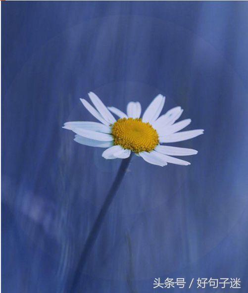 美到窒息的简短句子，气质满分，一眼惊艳！(图6)