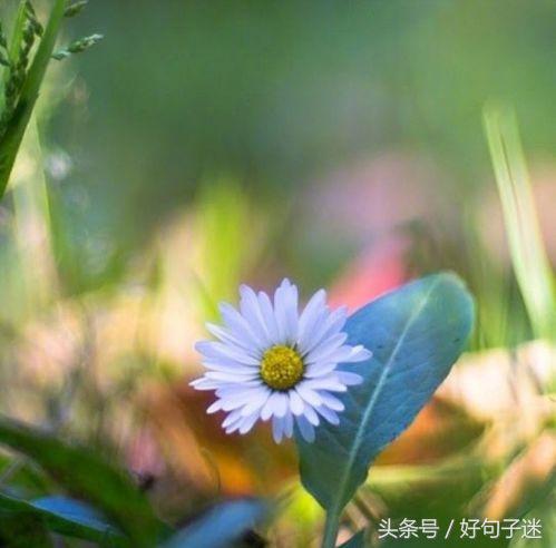 美到窒息的简短句子，气质满分，一眼惊艳！(图7)