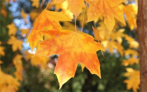 中式唯美句子糕点(赞美传统糕点的句子)(图1) 中式唯美句子糕点(赞美传统糕点的句子)(图1)