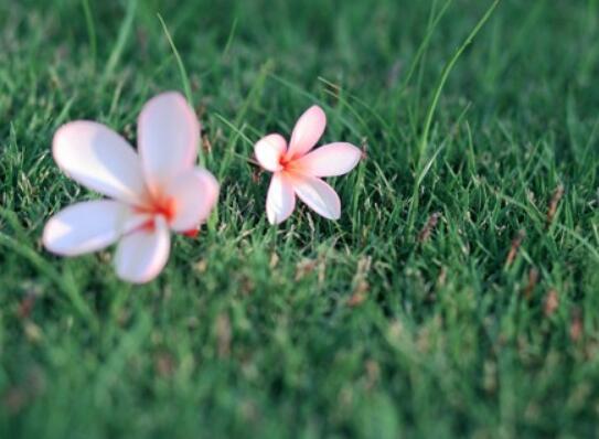 今生有缘相遇的说说(今生与你相遇说说)(图1) 今生有缘相遇的说说(今生与你相遇说说)(图1)