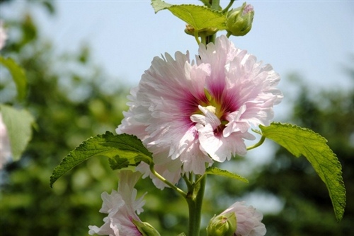 付出不求回报的励志句子(付出而不求回报的句子图片)(图1) 付出不求回报的励志句子(付出而不求回报的句子图片)(图1)