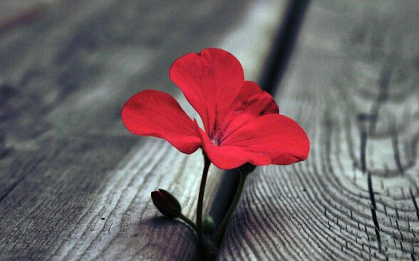 做学问励志名言警句(一句有关做学问的名言)(图1) 做学问励志名言警句(一句有关做学问的名言)(图1)