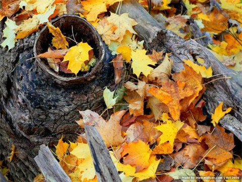 关于中国励志的名言名句(关于励志的名人名言)(图1) 关于中国励志的名言名句(关于励志的名人名言)(图1)