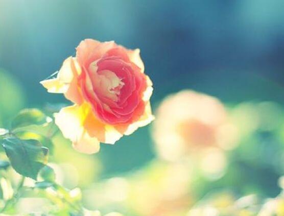 关于“勤”的格言（有关勤的名言警句有哪些）(图1)