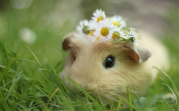 关于创新创意的短句（有创意的短句子）(图1)