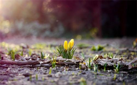 关于孝敬孝道的名言警句（孝敬的名言名句）(图1)