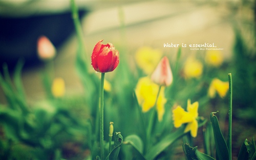 关于星星的唯美励志短句（关于星星的浪漫英文句子）(图1)