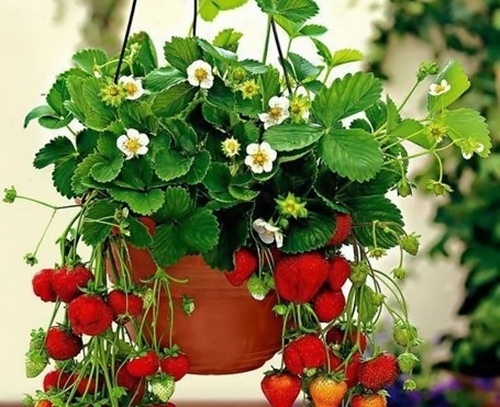 关于歌颂青春的唯美句子(关于青春的唯美句子长)(图1) 关于歌颂青春的唯美句子(关于青春的唯美句子长)(图1)