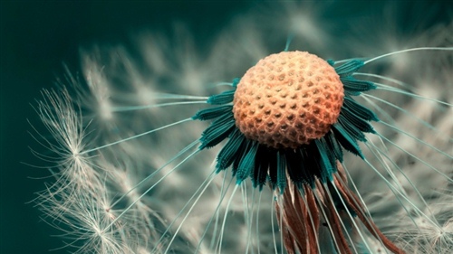 关于樱桃唯美短句（樱桃的句子短句唯美）(图1)