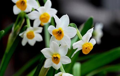 关于父亲背影唯美的句子（形容父亲的背影的句子）(图1)