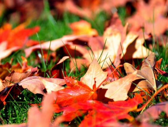 关于自然之美的短句(描写自然之美的短句)(图1) 关于自然之美的短句(描写自然之美的短句)(图1)