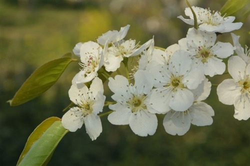 关于繁星满天的优美句子（形容繁星的句子唯美短句）(图1)