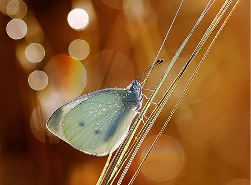 关于美食名言大全（关于美食的名言名句有哪些英语）(图1)