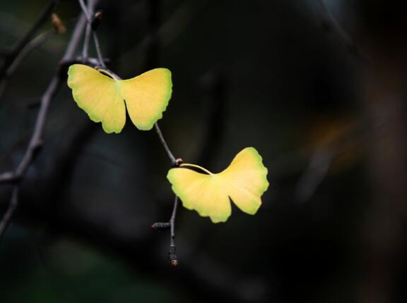 关于茶香的优美句子（关于茶香的优美句子短句摘抄）(图1)